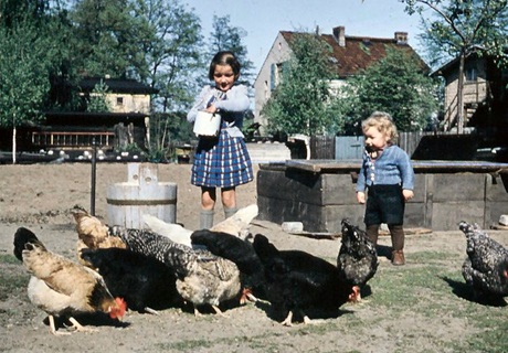 Hühner füttern