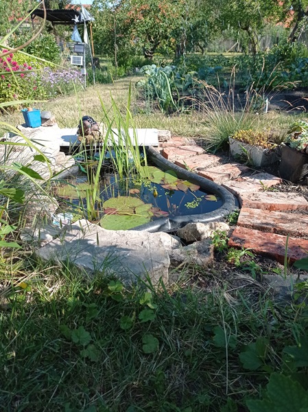gartenteich1